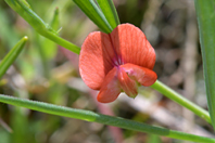 Lathyrus setifolius